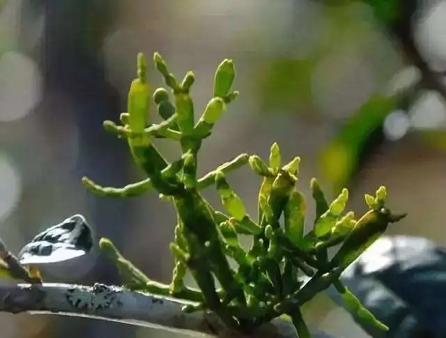 一節(jié)螃蟹腳，勝過冬蟲和夏草