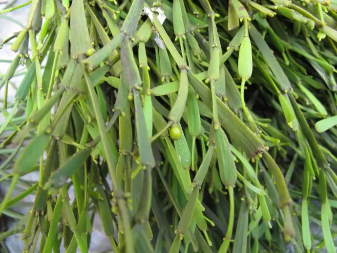 普洱茶中的“螃蟹腳”，到底是什么？如何辨別？