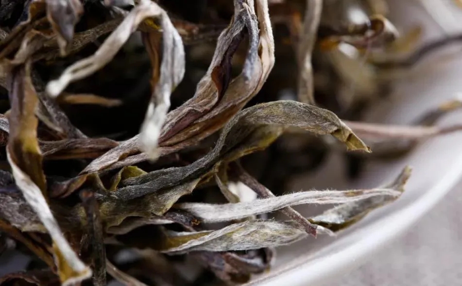 普洱茶樹(shù)生長(zhǎng)的海拔越高，品質(zhì)就越好嗎？