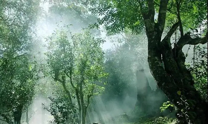 獨(dú)有神韻的瀾滄景邁古樹(shù)茶！