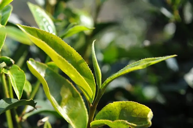 普洱茶“山野氣韻”如何形成？