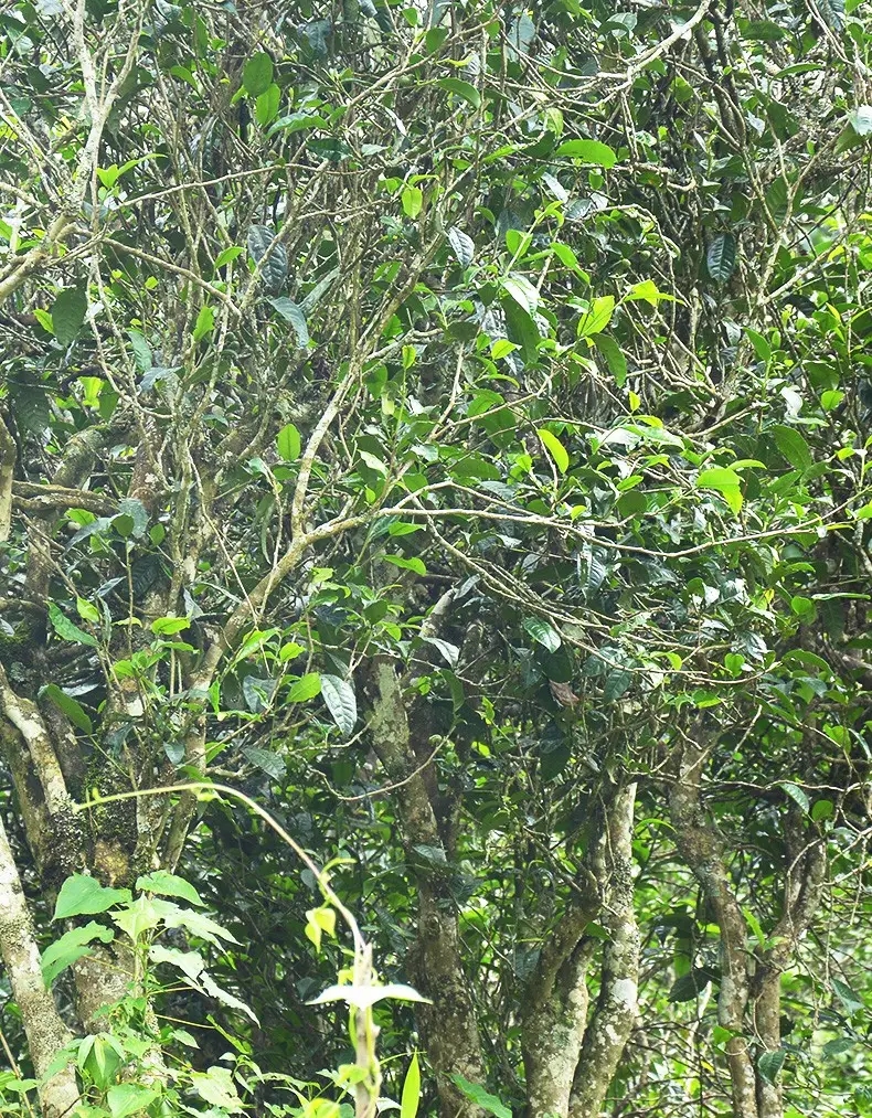 香竹箐：千年的觸摸，穿越時空的證明