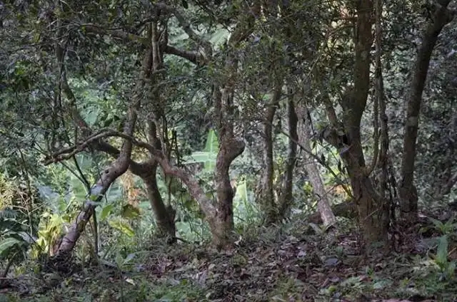 一山一味，山頭茶存在的意義究竟是什么？