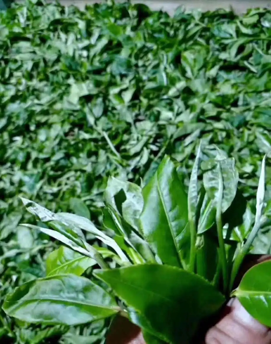 【答疑解惑】關(guān)于勐庫(kù)大葉種，你了解多少？