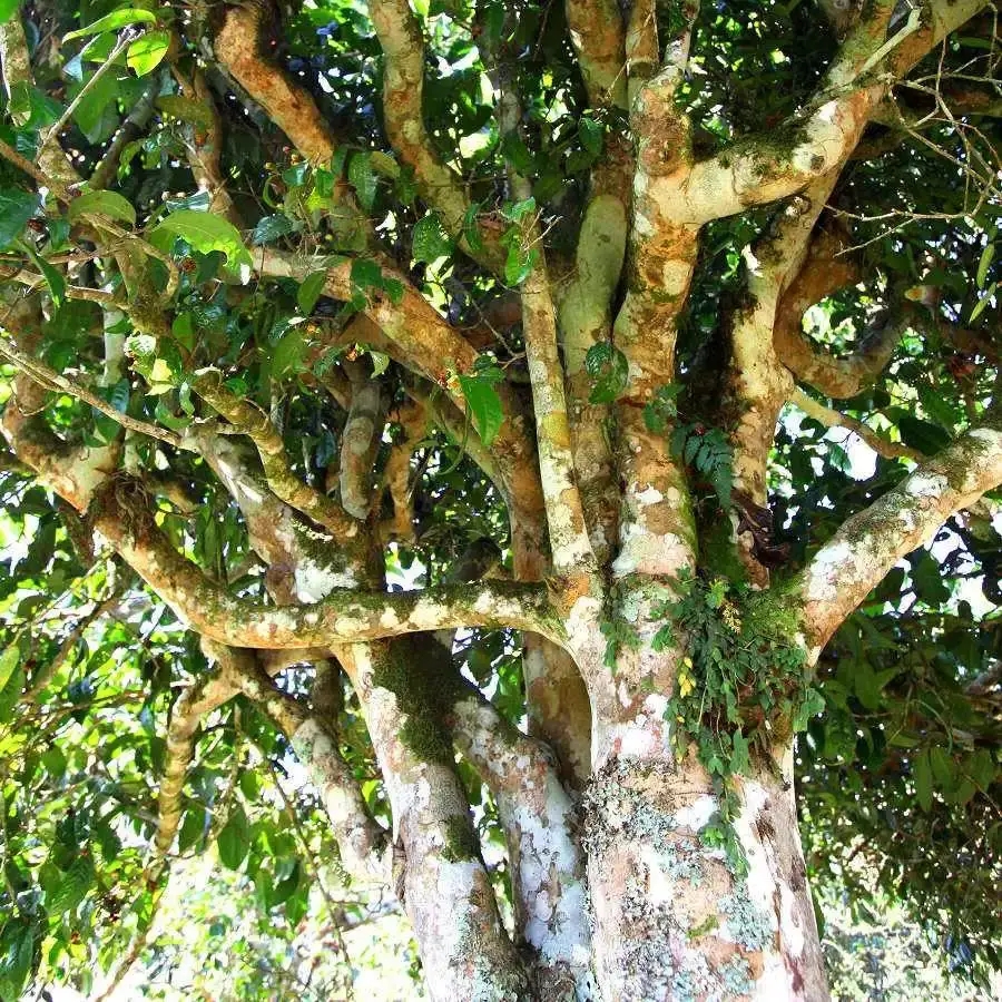 來自易武秘境的至味臻品！氣韻強(qiáng)勁，余韻深邃，一口喚醒你的味蕾~