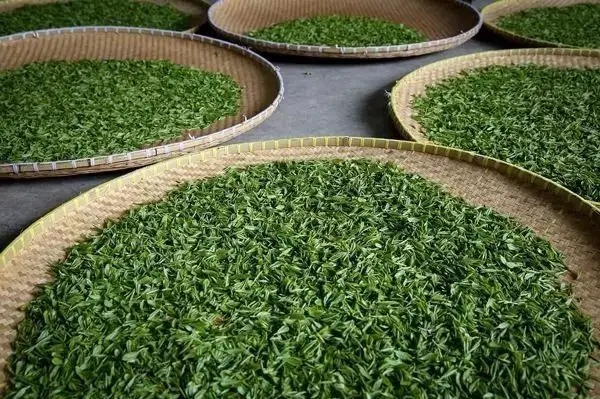 傳統(tǒng)普洱茶殺青工藝原理，專家們是這樣說的