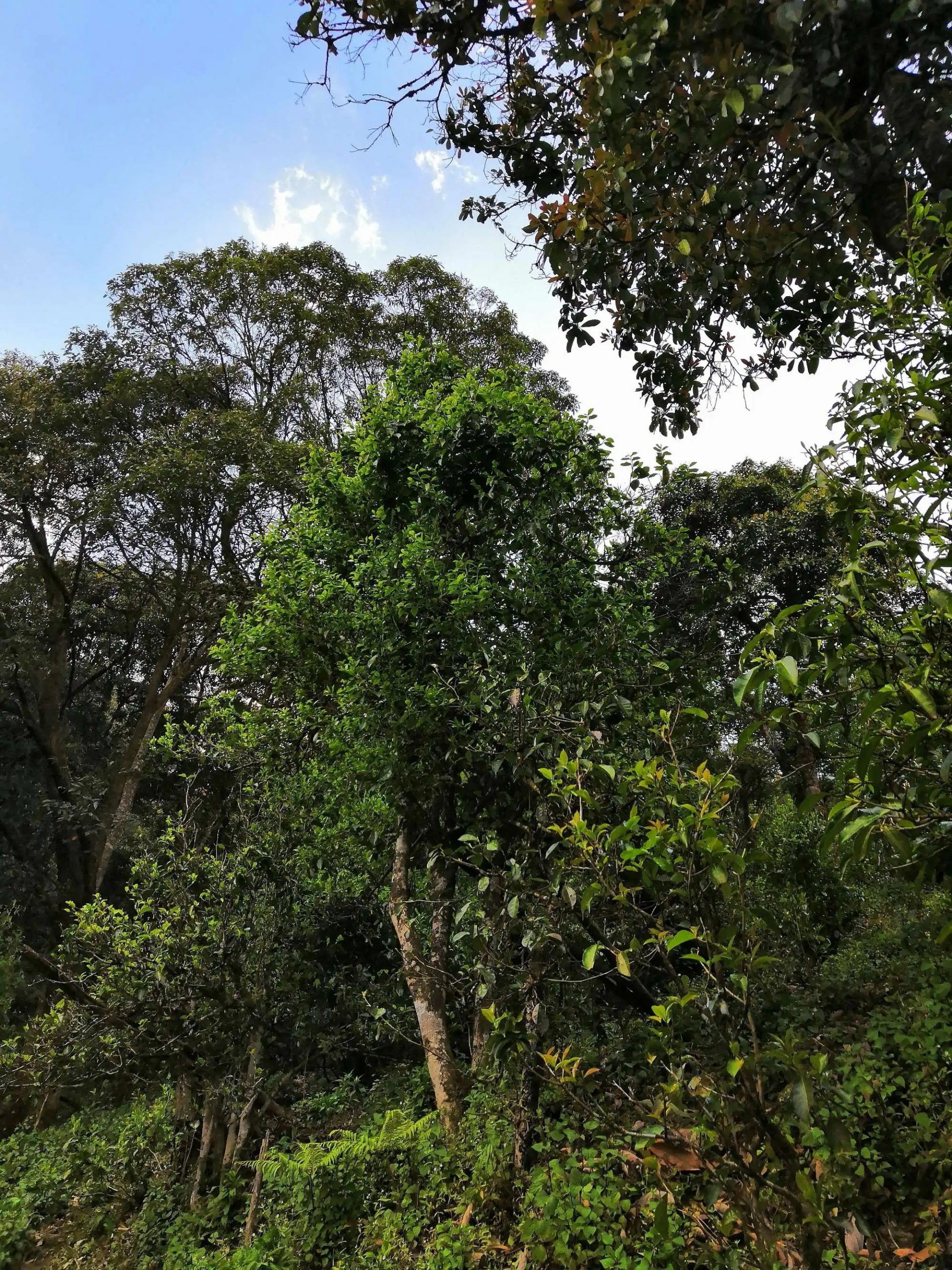 古樹(shù)茶的市場(chǎng)，未來(lái)該如何發(fā)展？