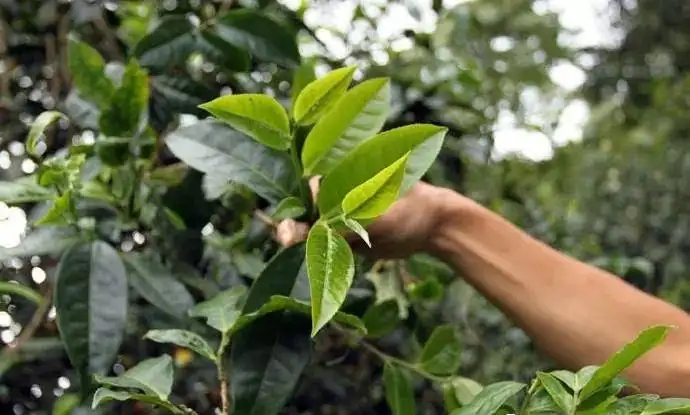 云南大葉種和小葉種是一個(gè)品種嗎？兩者有何優(yōu)勢(shì)？