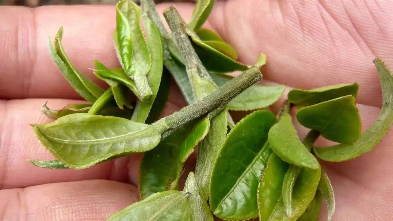 云南大葉種曬青毛茶，是什么茶？