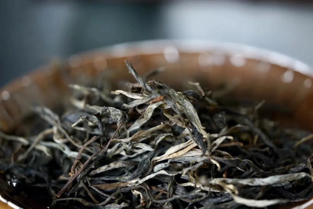 2023年老班章古樹春茶口感！