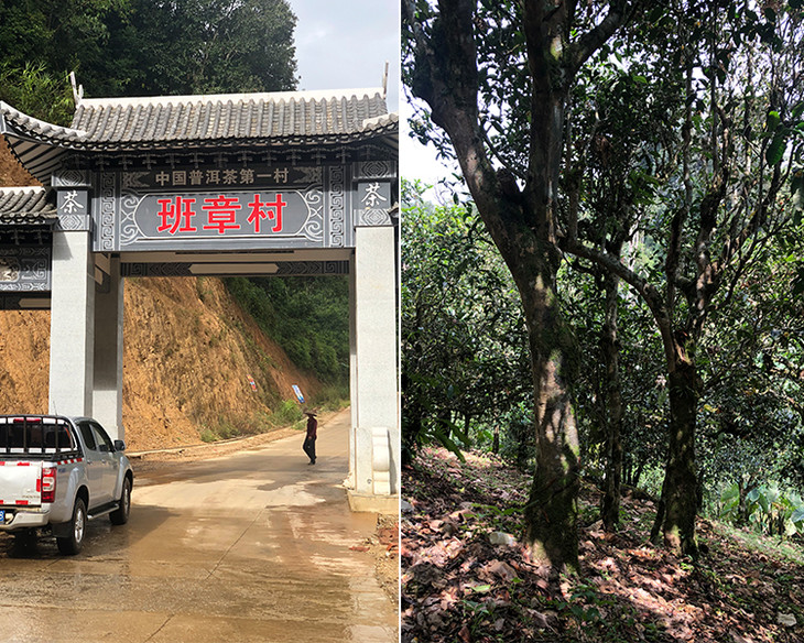 2023年新班章古樹春茶品質(zhì)怎么樣？