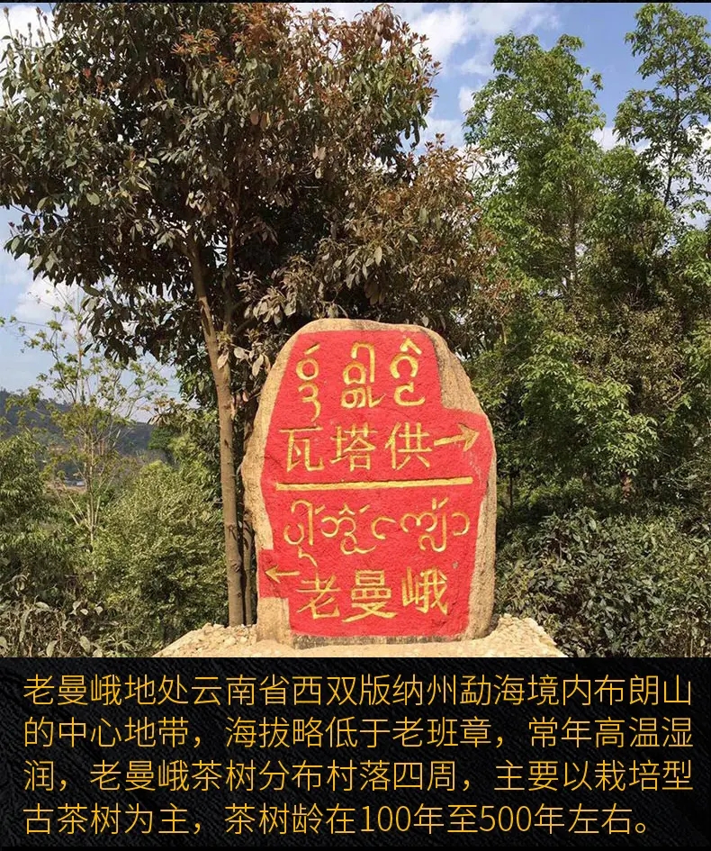 2023年老曼峨古樹春茶口感？