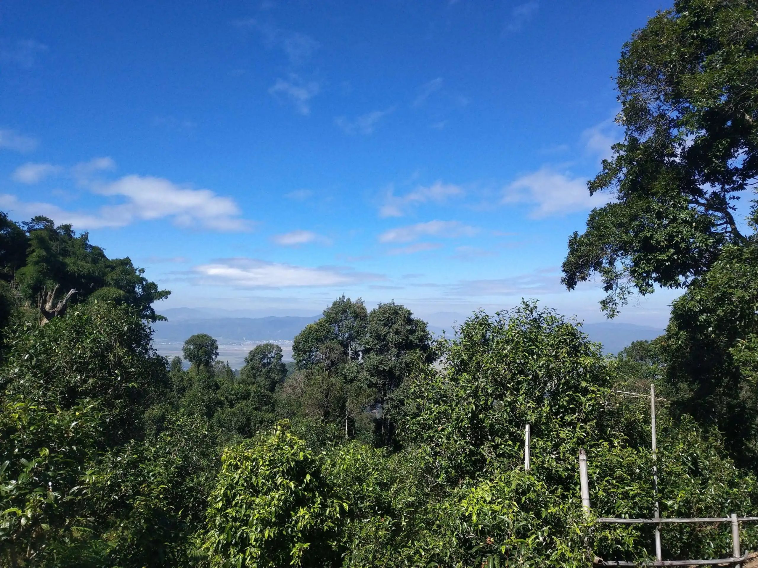 2023年廣別老寨古樹(shù)春茶特點(diǎn)是什么？