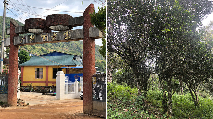 2023年廣別老寨古樹(shù)春茶多少錢(qián)一公斤？