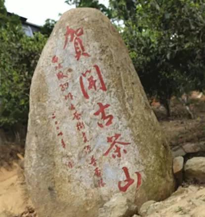 2023年賀開古樹春茶品質(zhì)如何?