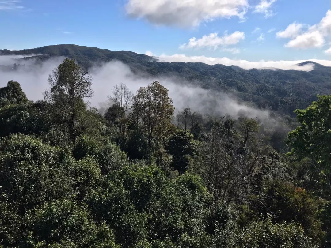 2023年賀開古樹春茶特點(diǎn)是什么？