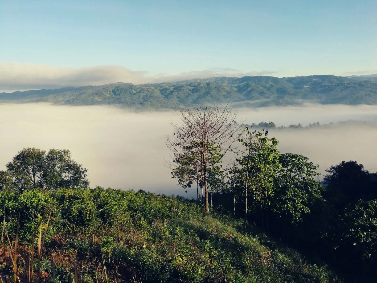 2023年賀開古樹春茶價格是多少？