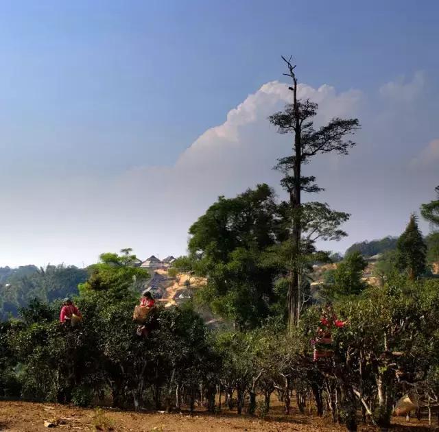 2023年賀開(kāi)古樹(shù)春茶多少錢(qián)一公斤？