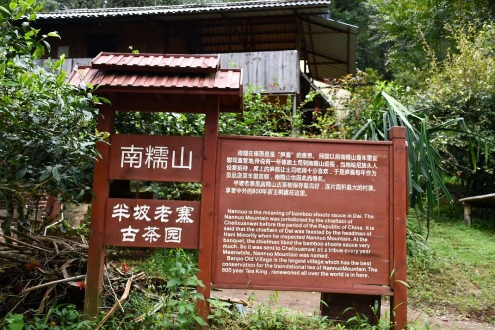 2023年半坡老寨古樹春茶口感是什么？