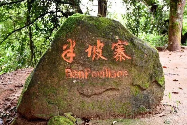 2023年半坡老寨古樹春茶價格是多少？