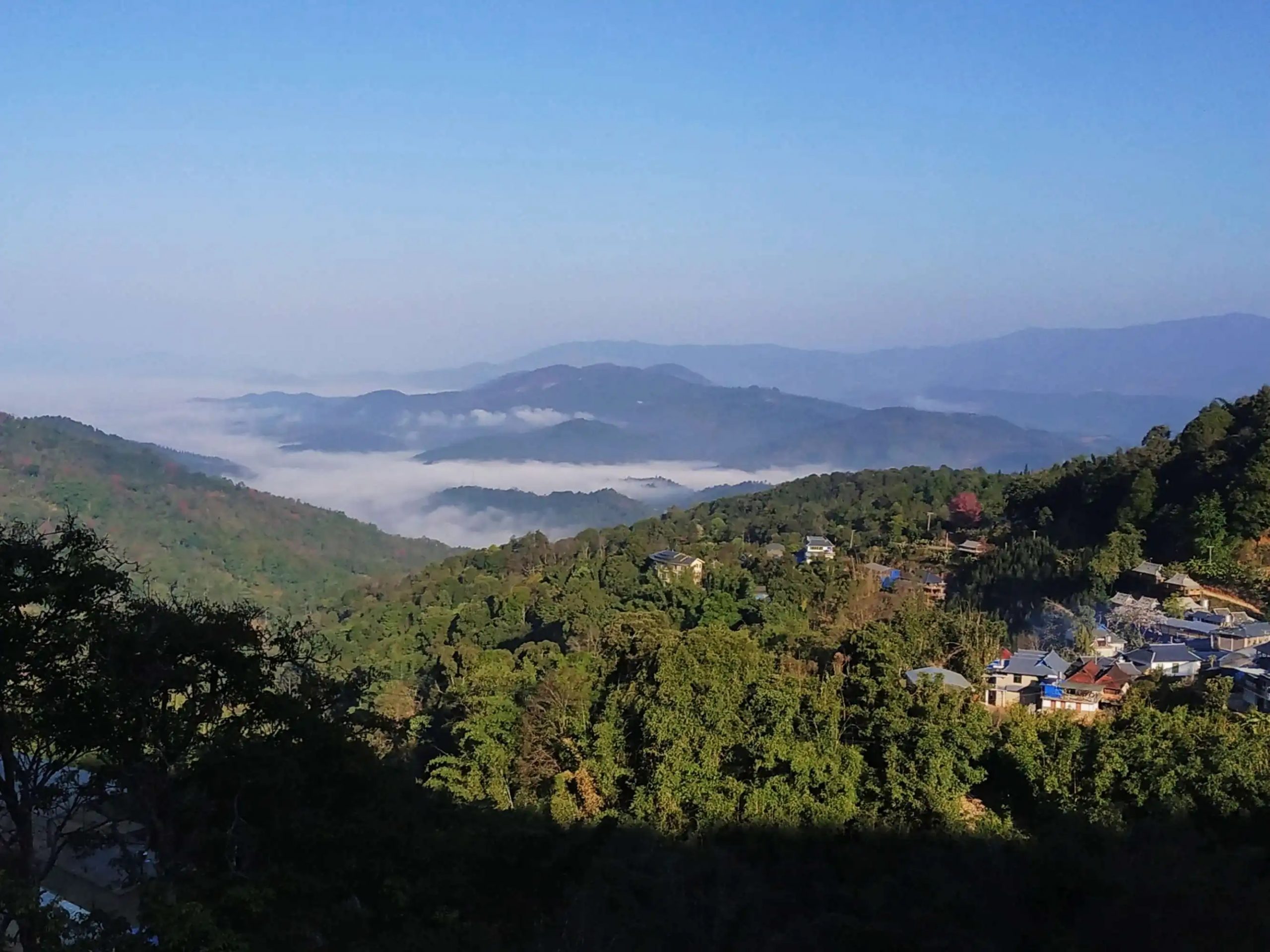 2023年南糯山古樹(shù)春茶口感如何？