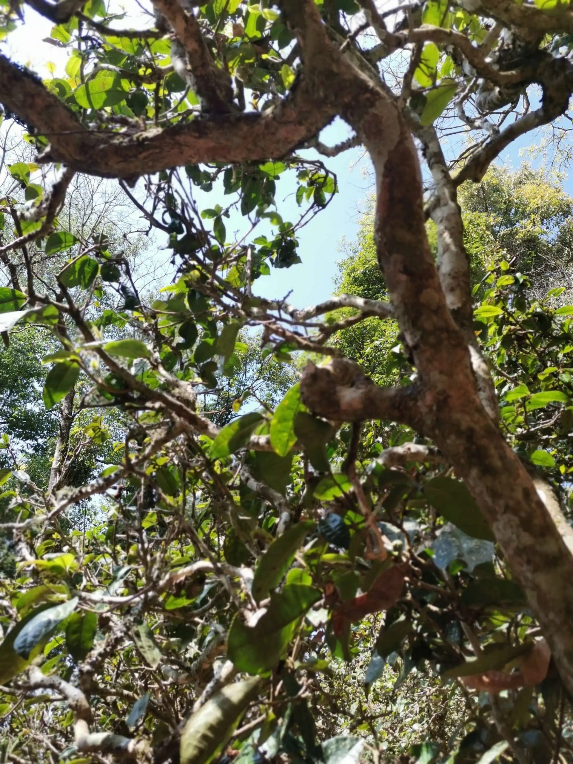 2023年那卡古樹春茶特點是什么？