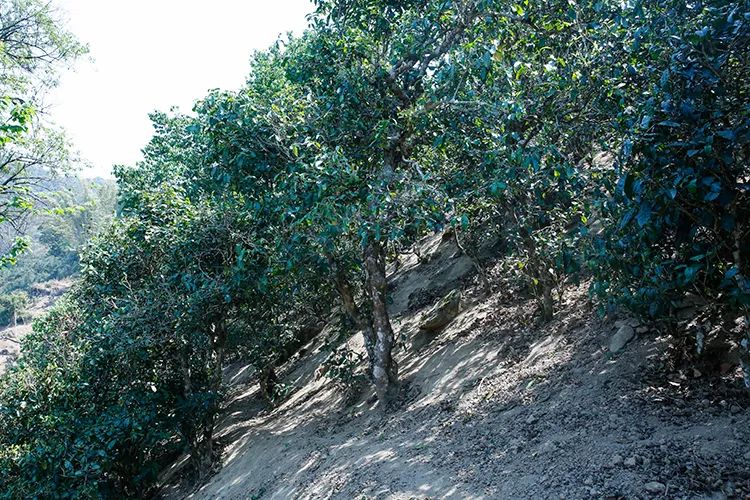 2023年那卡古樹(shù)春茶價(jià)格是多少？