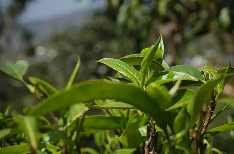 2023年那卡古樹春茶多少錢一公斤？