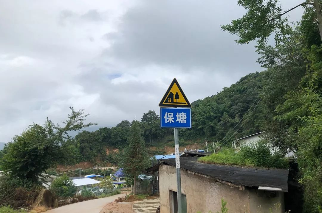 2023年保塘老寨古樹春茶特點是什么？