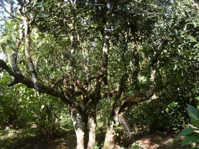 2023年保塘老寨古樹春茶多少錢一公斤？