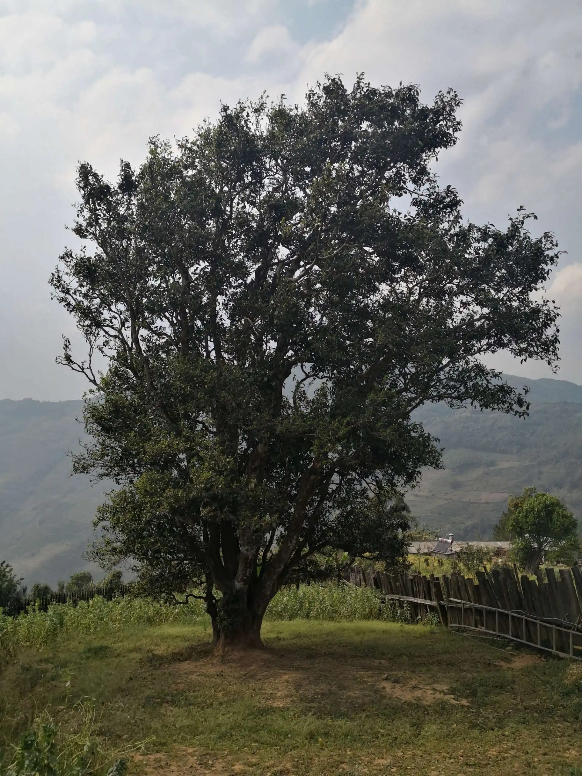 2023年邦崴古樹(shù)春茶口感怎么樣？