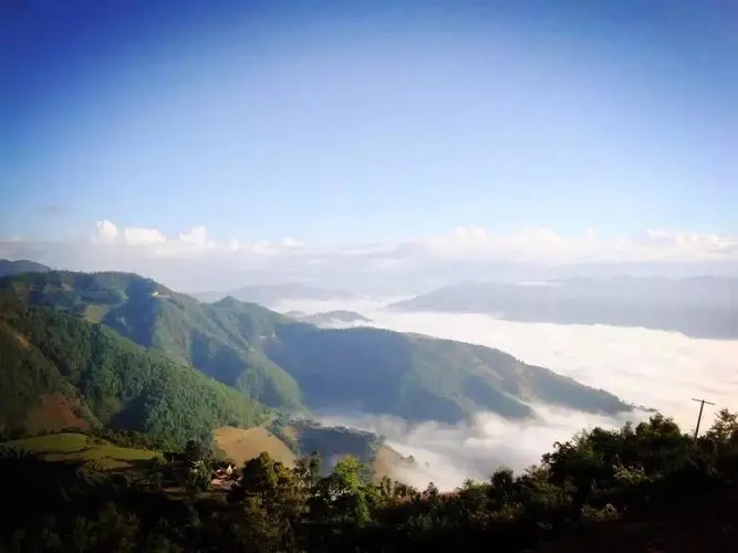 2023邦崴古樹春茶特點是什么？