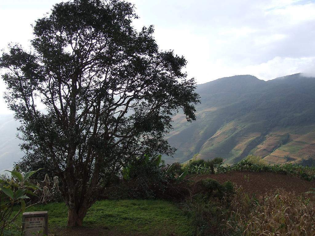 2023年邦崴古樹(shù)春茶多少錢(qián)一公斤？