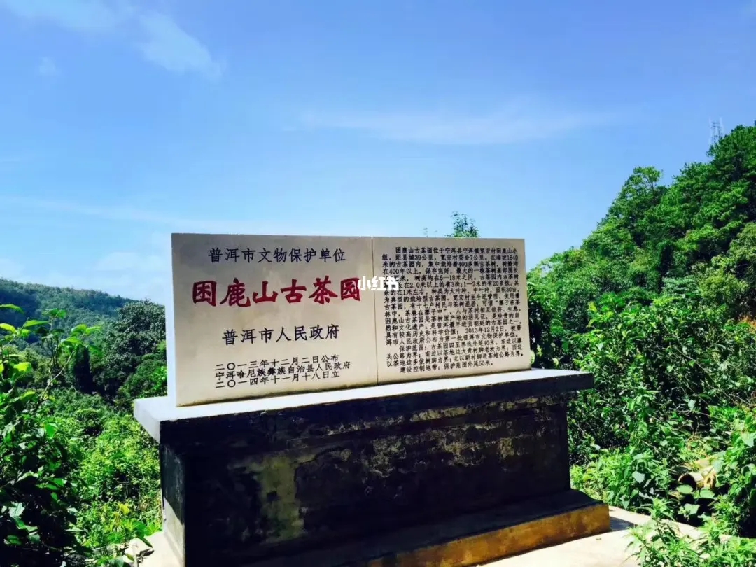 2023年困鹿山古樹春茶特點是什么？