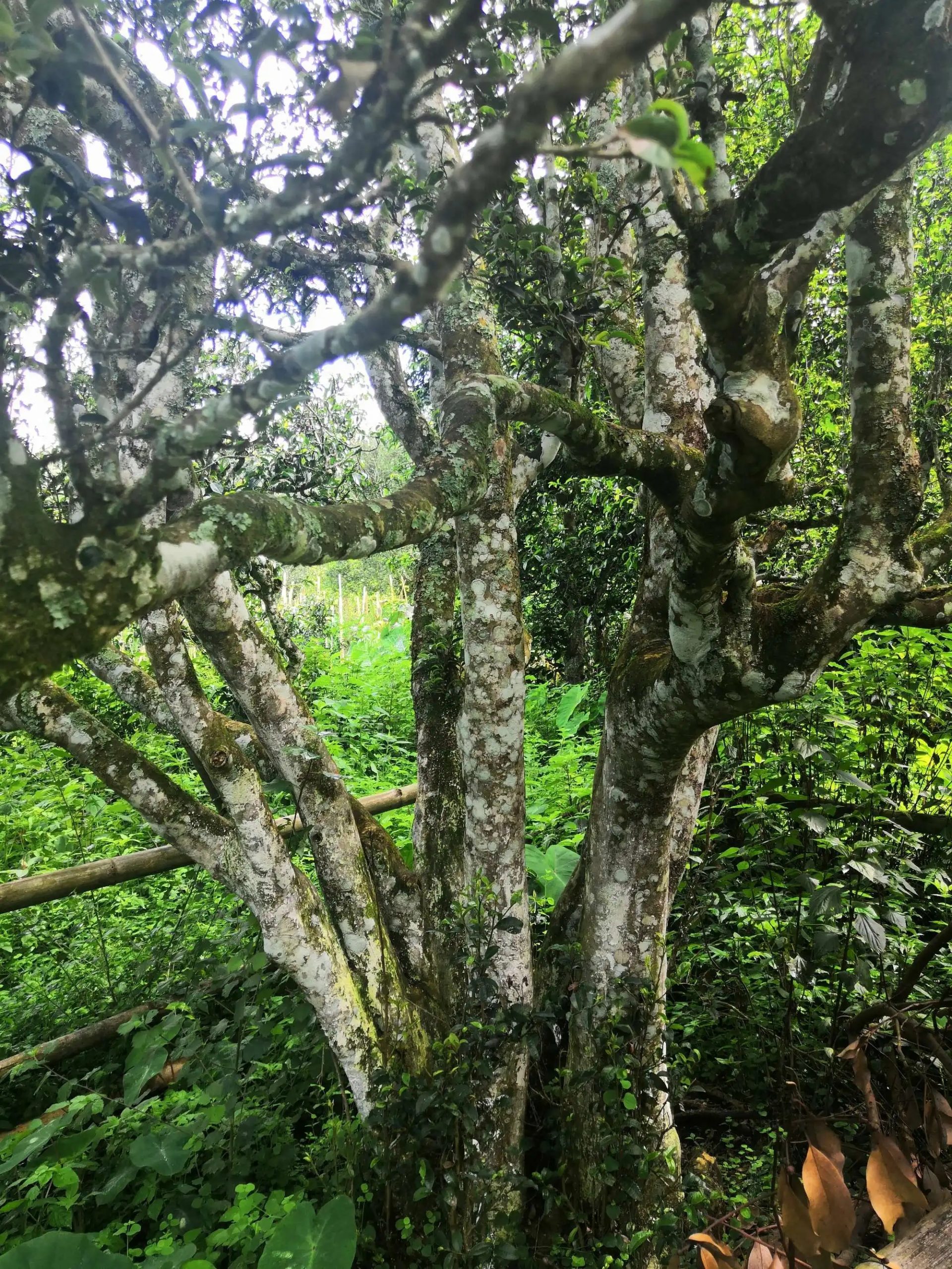 2023年困鹿山古樹春茶價格是多少？