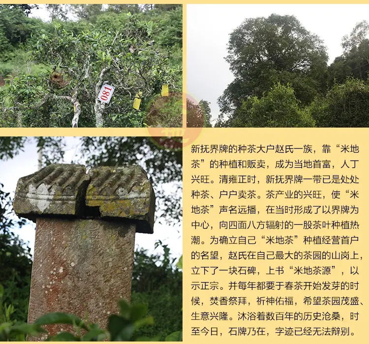 2023迷帝古樹春茶品質如何？