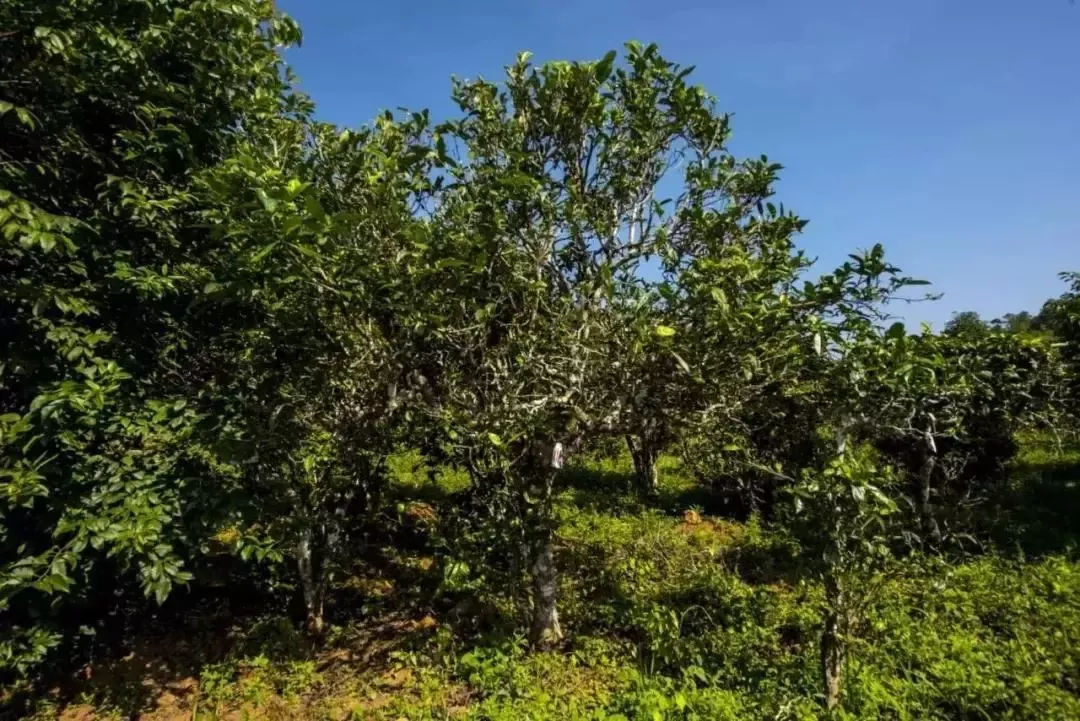 2023年迷帝古樹春茶口感怎么樣？