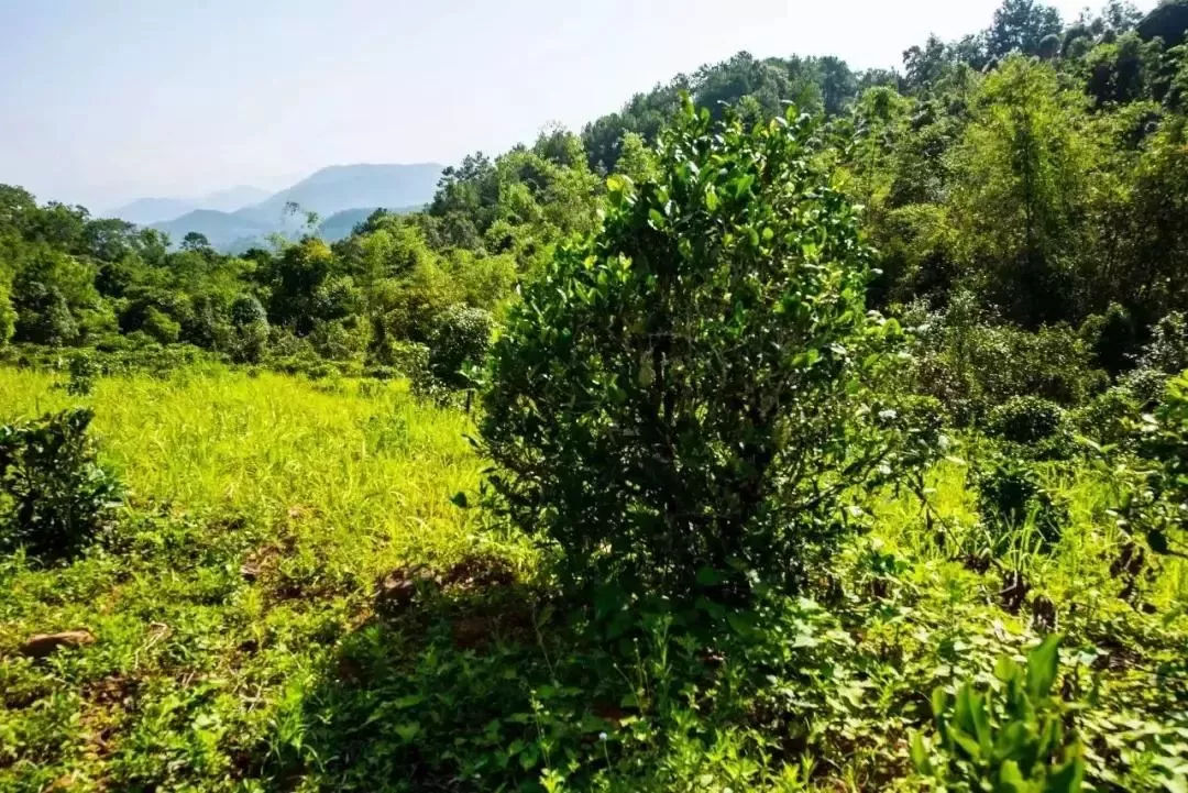 2023年迷帝古樹春茶特點(diǎn)是什么？