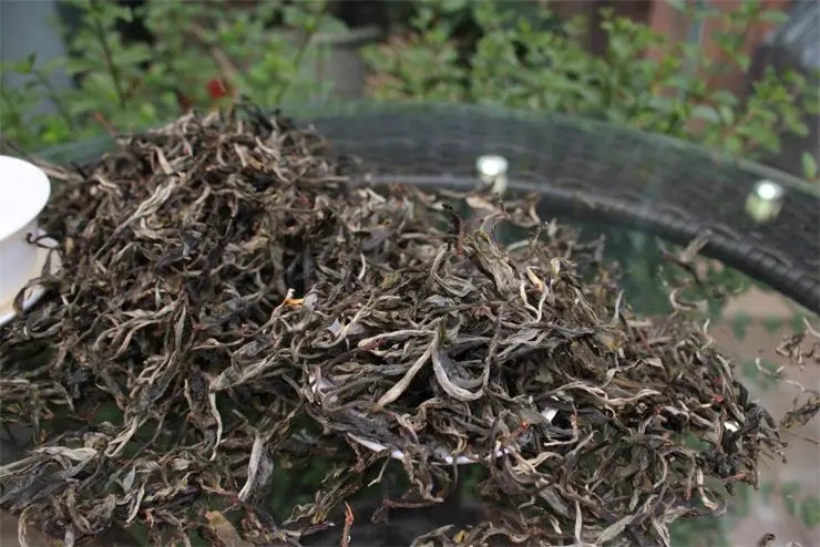 2023冰島古樹春茶品質如何？