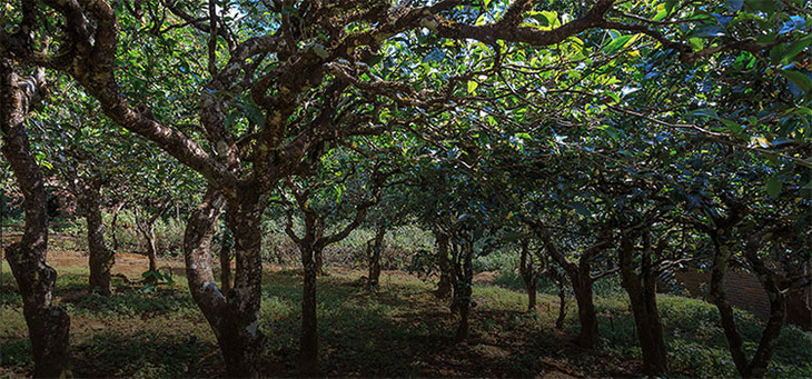 2023年小戶賽古樹春茶品質(zhì)怎么樣？