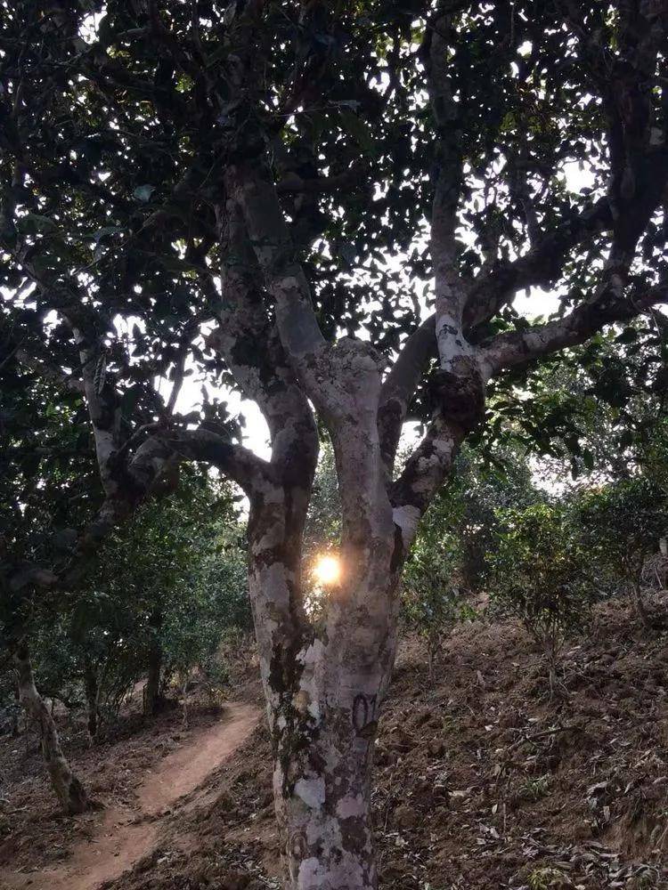 2023小戶賽古樹春茶口感是什么？