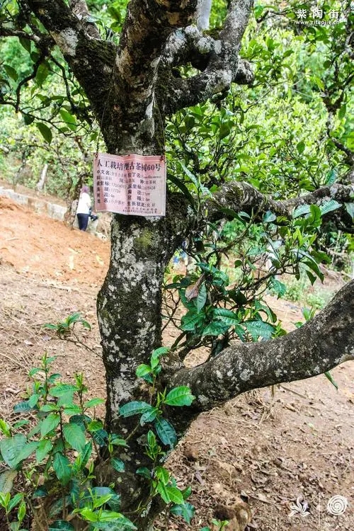 2023年小戶賽古樹(shù)春茶特點(diǎn)是什么？