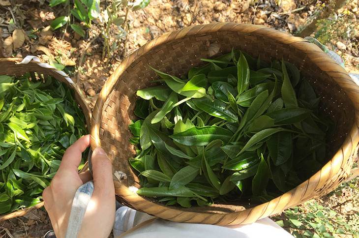 2023小戶賽古樹春茶價(jià)格是多少？