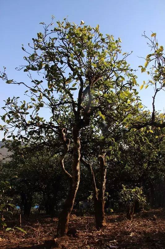 2023年小戶(hù)賽古樹(shù)春茶多少錢(qián)一公斤？