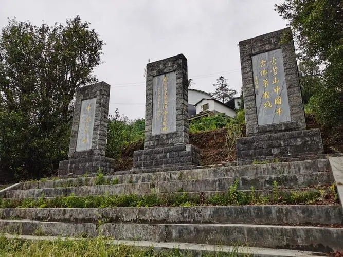 2023年白鶯山古樹春茶品質(zhì)如何？