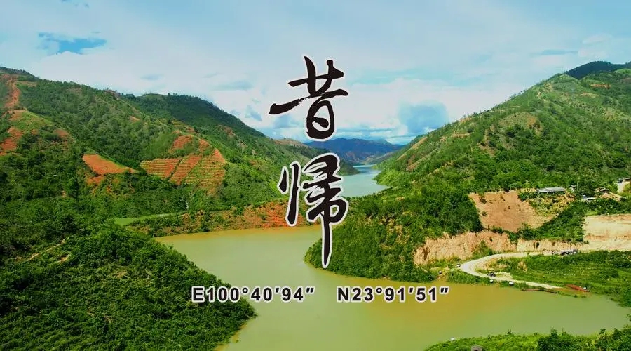 2023年昔歸古樹春茶品質(zhì)如何？