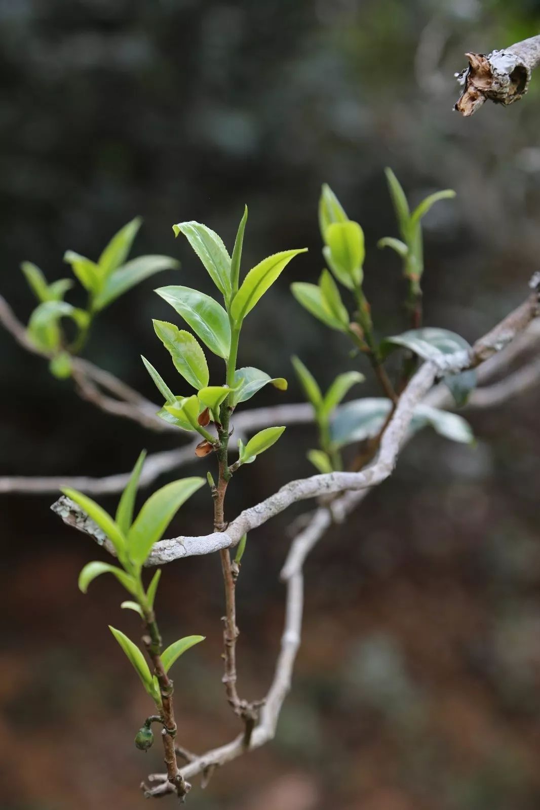 2023年昔歸古樹春茶特點是什么？