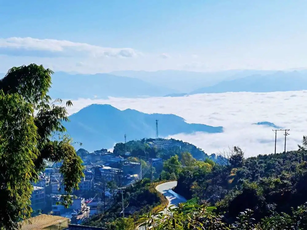 2023年邦東古樹春茶品質(zhì)如何？