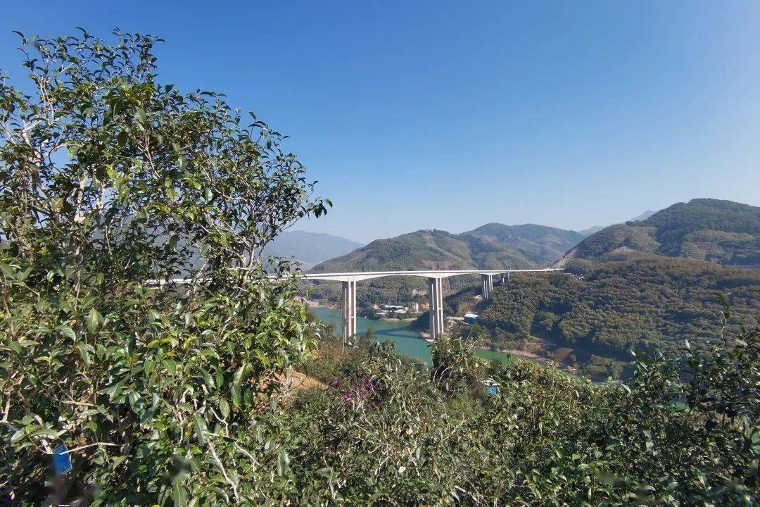 2023年邦東古樹春茶口感怎么樣？