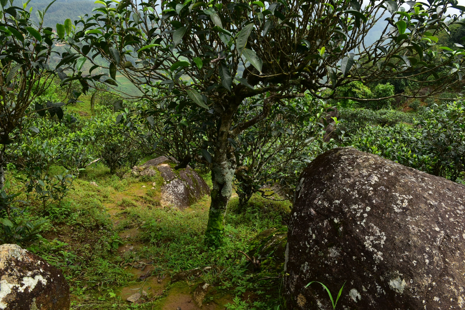 2023年邦東古樹春茶特點是什么？